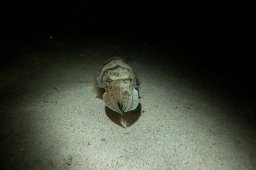 20010620_Mangrove_Bay_Nacht_0020